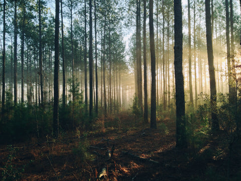 Discover the art of forest bathing